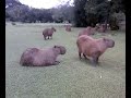 capivaras.mp4 capivaras.mp4