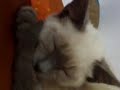 Cleo non ti dimenticheremo mai..!!
