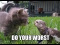 Lolcats slideshow