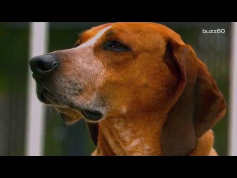 Artificial Sweetener Could Kill Your Dog