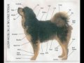 KC Breed Standard - Tibetan Mastiff