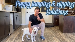 Puppy jumping and nipping solutions
