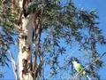 Ring neck parrots in Koroit, Australia