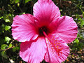 Hibiscus - The Garden Varieties