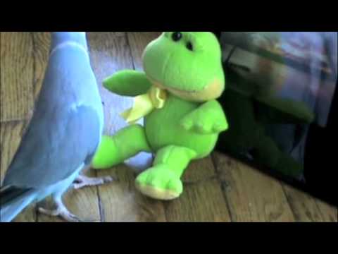 chesawoo - Marnie meets his new froggie at Grandma's house.