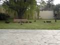 Pastor del caucaso 15 cachorros espectaculares en NECOCHEA pcia de Bs As