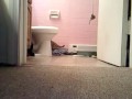 videos de Killer kitty attacks