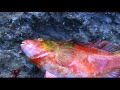pesca artesanal nas rochas