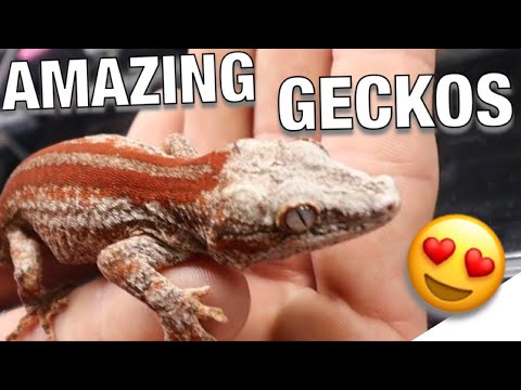 YouTube reptile video