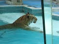 Tiger goes for a swim at the Mirage