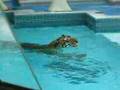 Tiger goes for a swim at the Mirage