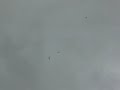 sea gulls vs bald eagles