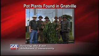 Deputies Seize and Destroy Marijuana Plants