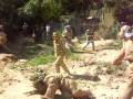 matansa del tigre.MOV