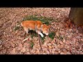 落ち葉の上を軽快に歩く♪爺ちゃん柴犬shibainu