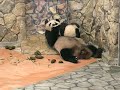 Mother and Baby Panda! ????? ???????????