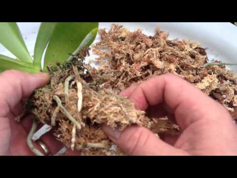 how to replant a keiki