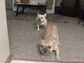 French Bulldog - Rascal