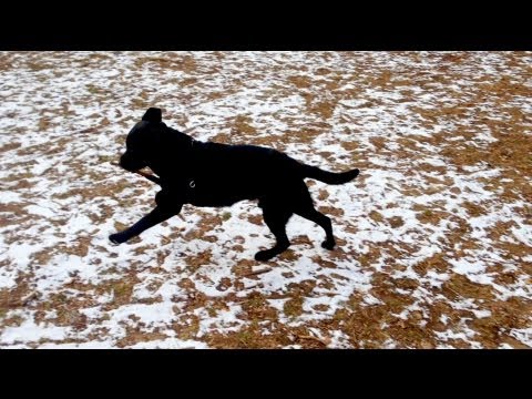 FUNNY VIDEO !! MY BLACK LAB, RUNNING CRAZY / PLAYING WITH THE STICK