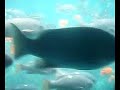 Submarine tour clip. Catalina Island