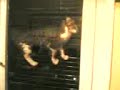 crazy cat intruder
