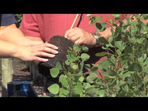 how to transplant a quaking aspen