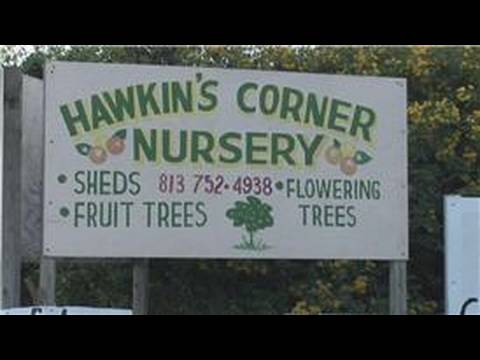 how to harvest citrus fruit