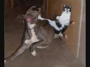 Funny animal pics 2
