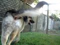 Pastor Alemán - German Shepherd BALTO 13 meses. Video 3 Pastor Alemán - German Shepherd BALTO 13 meses. Video 3