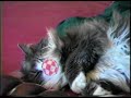 Homage to Buffy, My Cat
