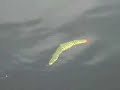 LuckyLures Pike Swimbait prototype.This lure is 9 inch long and is handcarved from beechwood.It's a slow sinker thus perfect for trolling.
