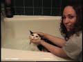 How to Give a Cat a Bath How to Give a Cat a Bath