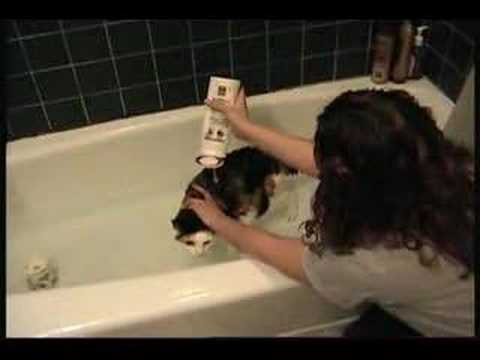 how to properly give a cat a bath
