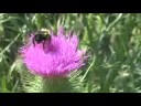 bumble bee on purple flower