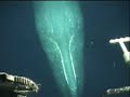 Whale investigates ROV Whale investigates ROV