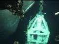 Whale investigates ROV
