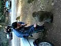 Barnaby Apes in Azrou
