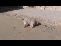 Rusty in Arrifes Albufeira
