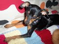 chule