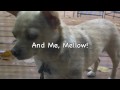SuperSamJam Pet Pageant Results!