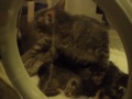 Click here to watch this video Selena and the kittens (some hers, some adopted by her)