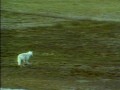 musk ox vs  wolves