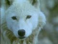 Musk Ox vs. Wolves
