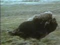 musk ox vs  wolves