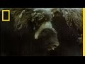 Musk Ox vs. Wolves