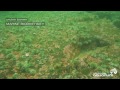 Spotlight on Howe Sound Marine Life: Radial Symmetry Animals