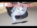 random funny cats 3 age of the kittehs