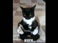 random funny cats 3 age of the kittehs