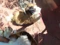 cat and dog