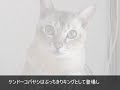Click here to watch this video THEぶっちぎりTV 爆笑ホームビデオSP 5月5日